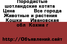 Породистые шотландские котята. › Цена ­ 5 000 - Все города Животные и растения » Кошки   . Ивановская обл.,Кохма г.